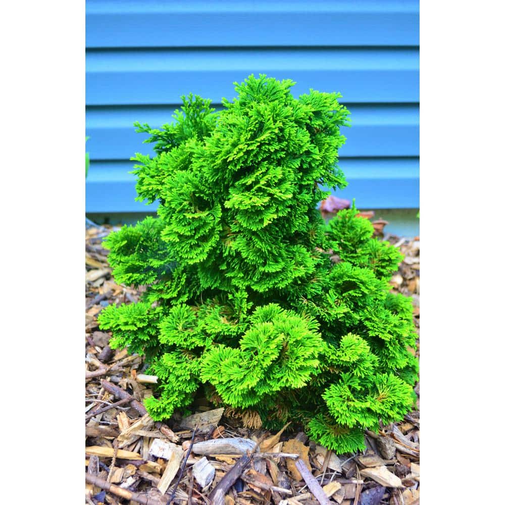 1 Gal. Dwarf Hinoki Cypress Shrub with Deep Green Coniferous Evergreen Foliage - Hercitys