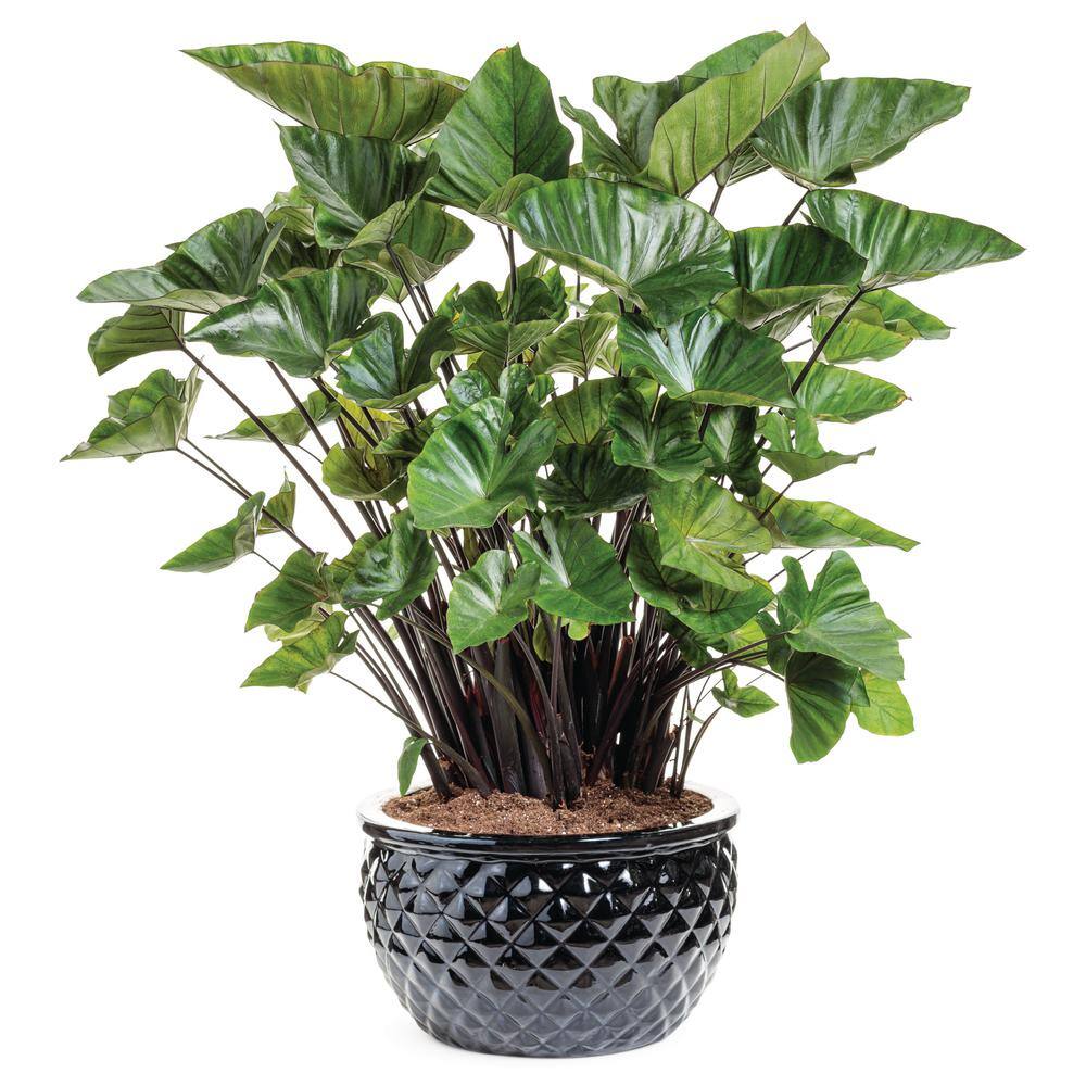 1 Gal. Royale. ‘Coffee Cups’ Live Annual Plant, Green Foliage (1-Pack) - Hercitys