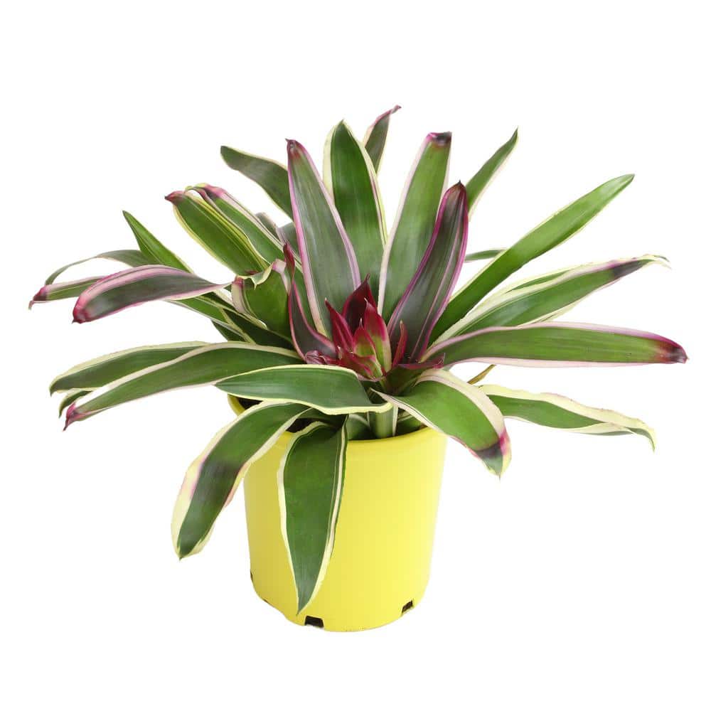 4 qt. Bromeliad Neoregelia Rafael Tropical Perennial Outdoor Plant with Bright Pink-Purple in Grower Pot - Hercitys