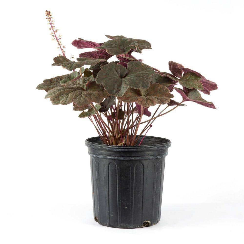 2 Gal. Dark Magic Coral Bells (Heuchera), Live Perennial Plant, Purple-Bronze Foliage - Hercitys