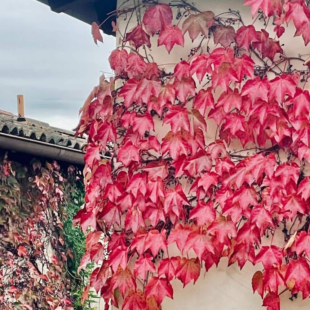 #5 Container Boston Ivy Perennial Vine Plant - Hercitys