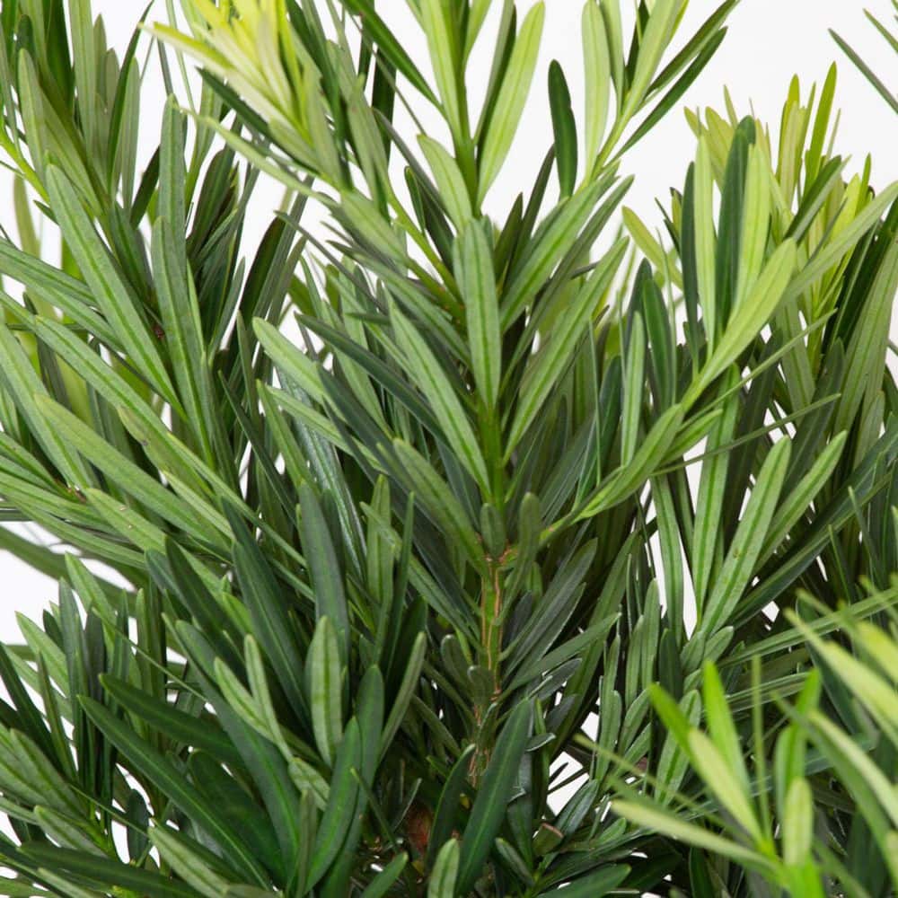 2.5 Gal. Pringles Dwarf Podocarpus Macrophyllus Live Evergreen Shrub - Hercitys