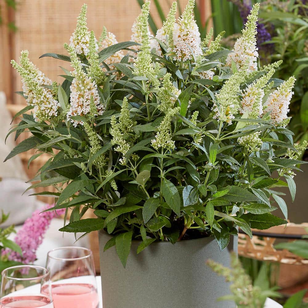 1.5 Gal. Lil’ Coconut Butterfly Bush (Buddleia) Live Shrub Plants, White Flowers - Hercitys