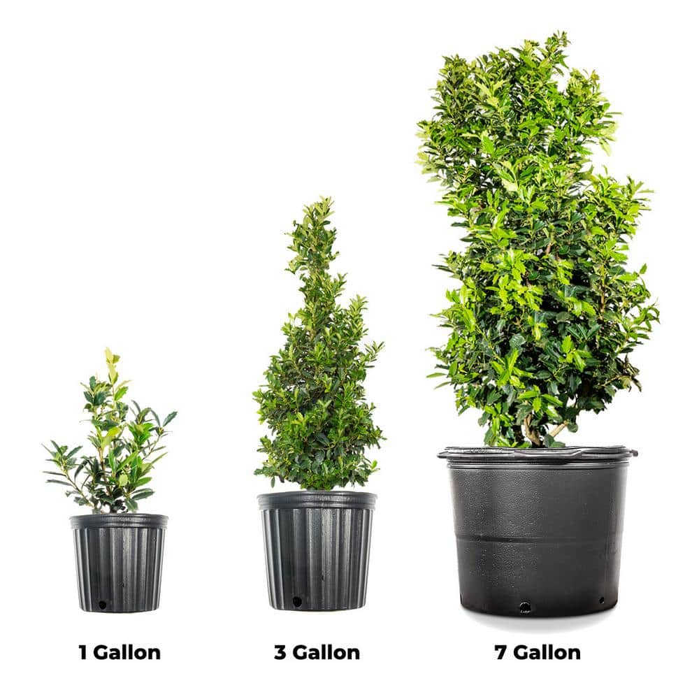 1 Gal. Oak Leaf Holly in Grower’s Pot, Bright Red Fall Berries - Hercitys