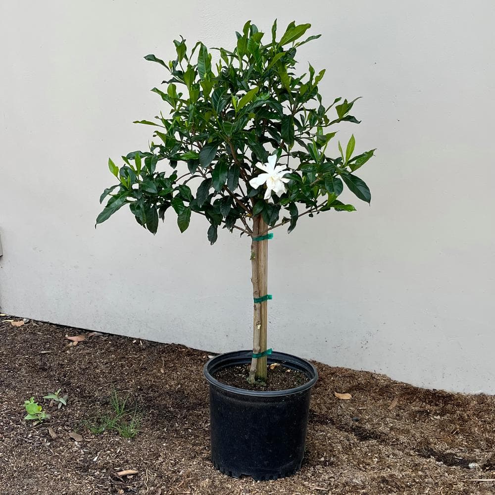 #3 Container Everblooming Gardenia Evergreen Patio Tree - Hercitys