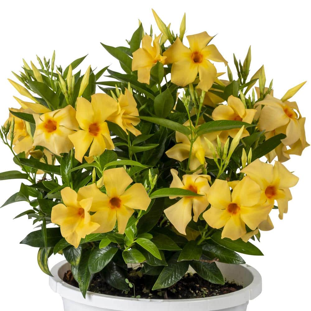 1 gal. Mandevilla Sun Parasol Sunbeam Annual Plant with Yellow Flowers - Hercitys