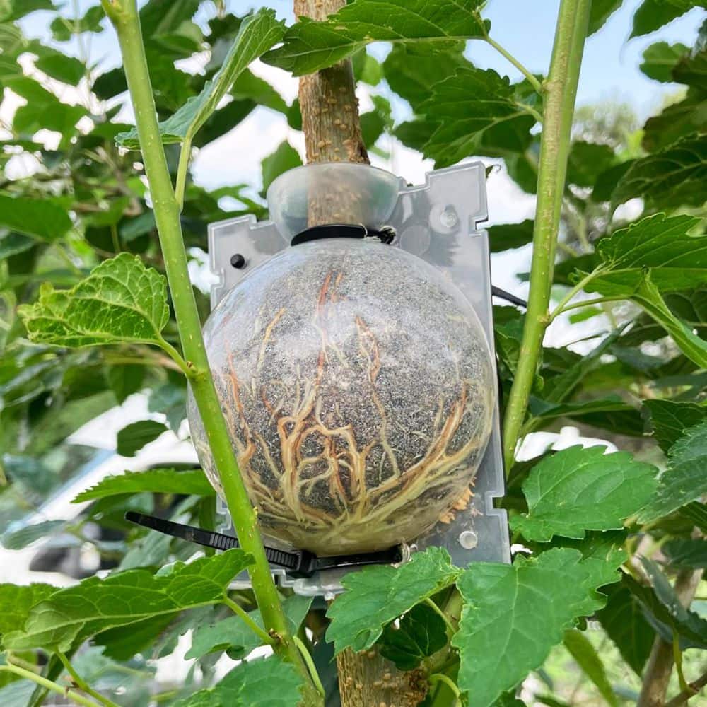 10 PCS Reusable Half Transparent Grafting Air Layering Propagation Ball Kit with Zip Ties for Fast Propagation Plants - Hercitys