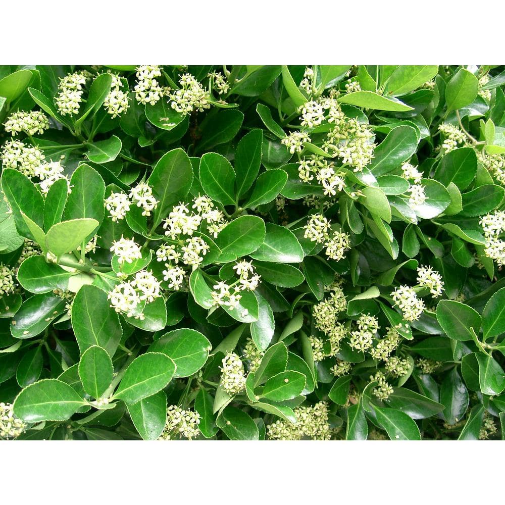 1 Gal. Evergreen Wintercreeper Euonymus Shrub Evergreen, Glossy and Lustrous Leaves, also Drought and Cold Tolerant - Hercitys