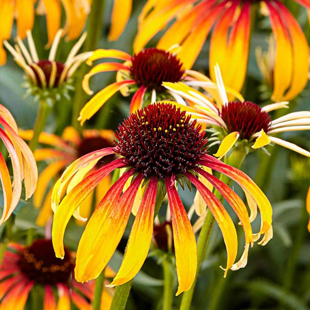 1 Gal. Pot, Fiery Meadow Mama Coneflower Flowering Perennial Plant (1-Pack) - Hercitys