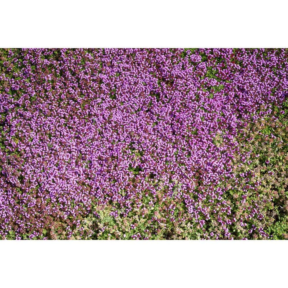 1 Gal. Pink Chintz Creeping Thyme (Thymus Serpyllum) Live Flowering Full Sun Perennial Groundcover Plant - Hercitys