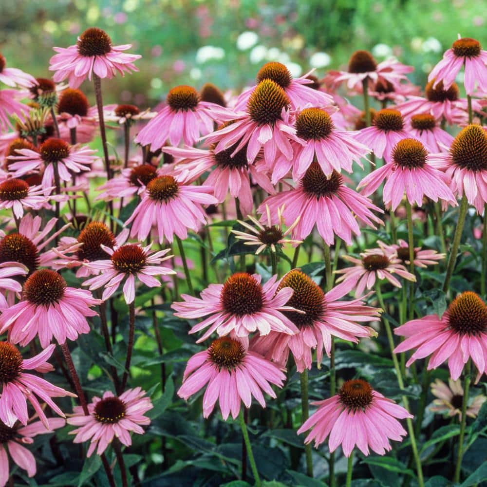 1 Gal. Pot, Purple Flowering Coneflower Perennial Plant (1-Pack) - Hercitys