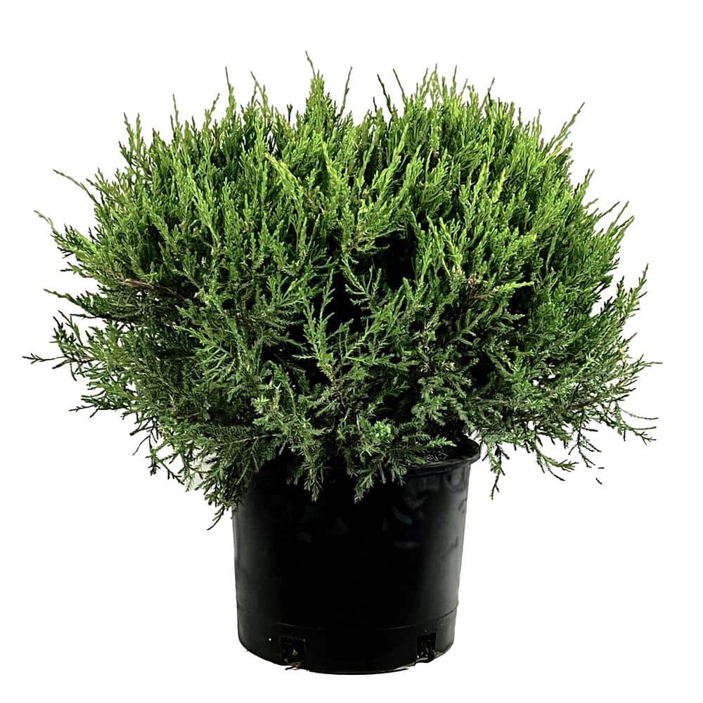 2.25 Gal. Juniper Sea Green Live Shrub with Bright Green Foliage - Hercitys