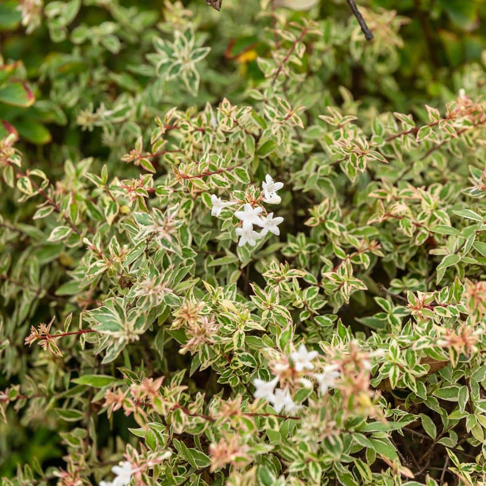 2 Gal. Vanilla Brandy Abelia Shrub with White Blooms - Hercitys