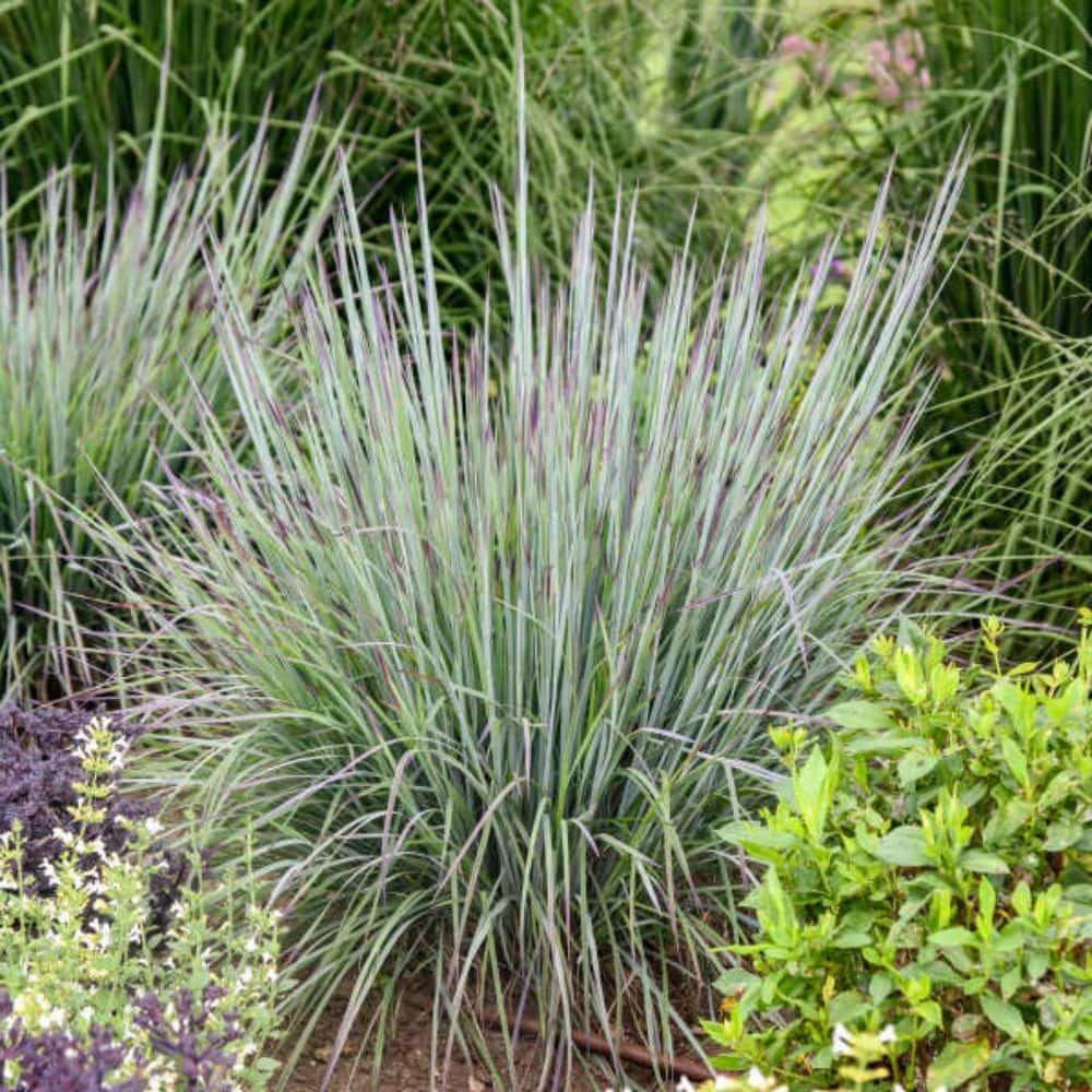 0.65 Gal. Prairie Winds Brush Strokes Little Bluestem (Schizachyrium Scoparium) Live Perennial Plant - Hercitys