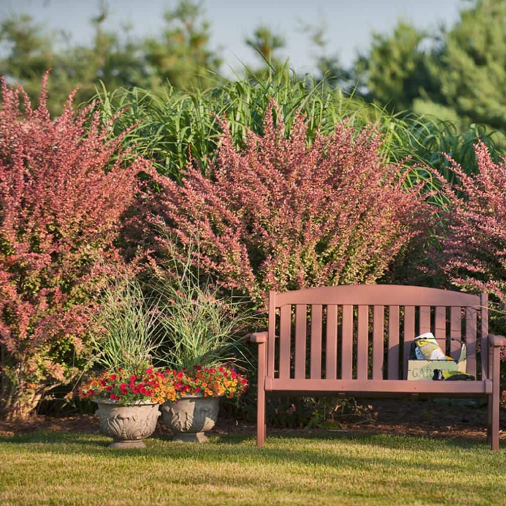 0.65 Gal. Prairie Winds Cheyenne Sky Red Switch Grass (Panicum Virgatum) Live Perennial Plant - Hercitys