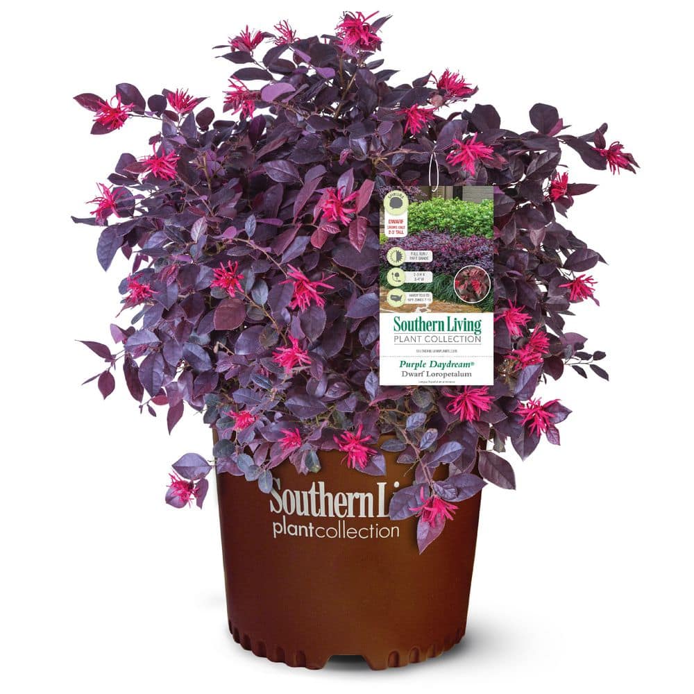 2.5 Qt. Purple Daydream Dwarf Loropetalum, Evergreen Shrub with Purple Foliage, Pink Ribbon Blooms - Hercitys