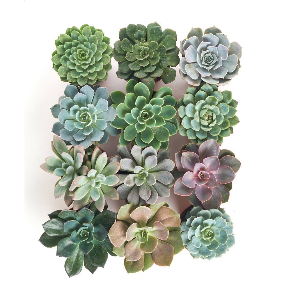 4 in. Rosette Succulent Collection Succulent (Collection of 12) - Hercitys