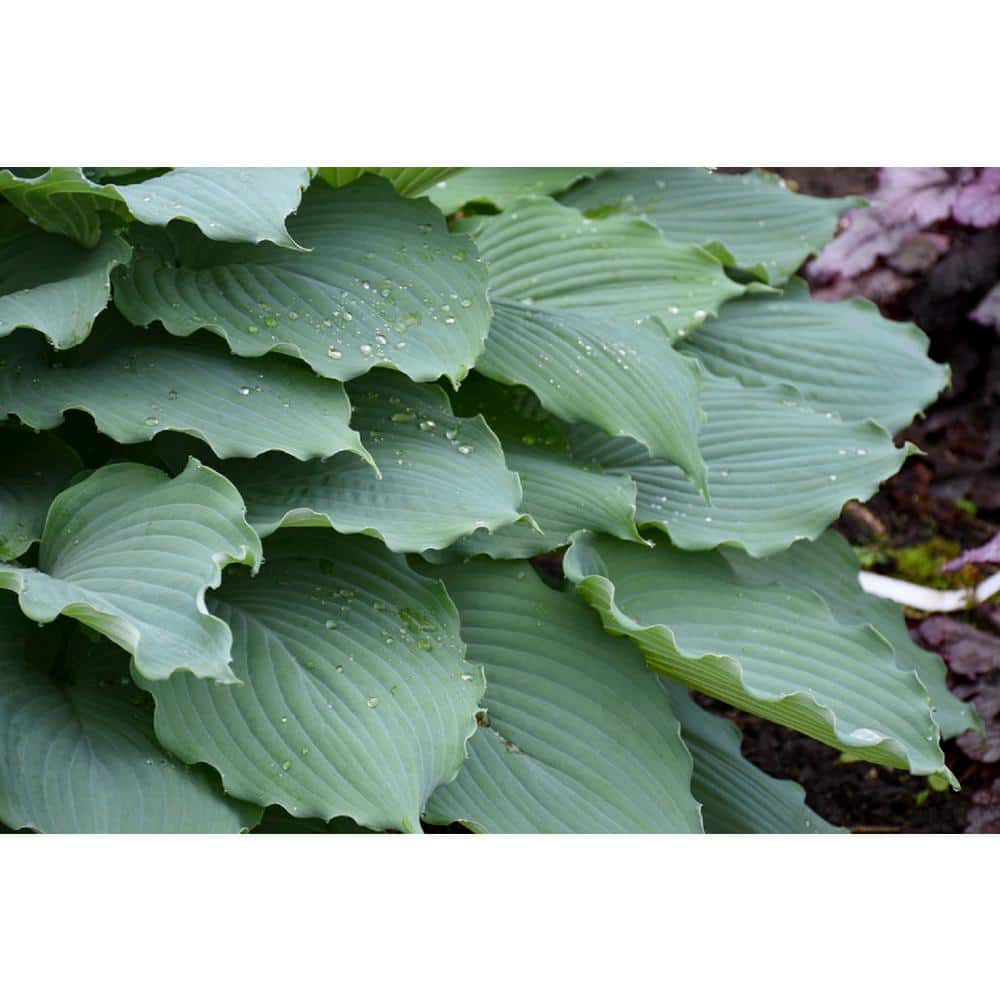 1 Gal. Shadowland Diamond Lake Hosta Live Flowering Shade Perennial Plant - Hercitys