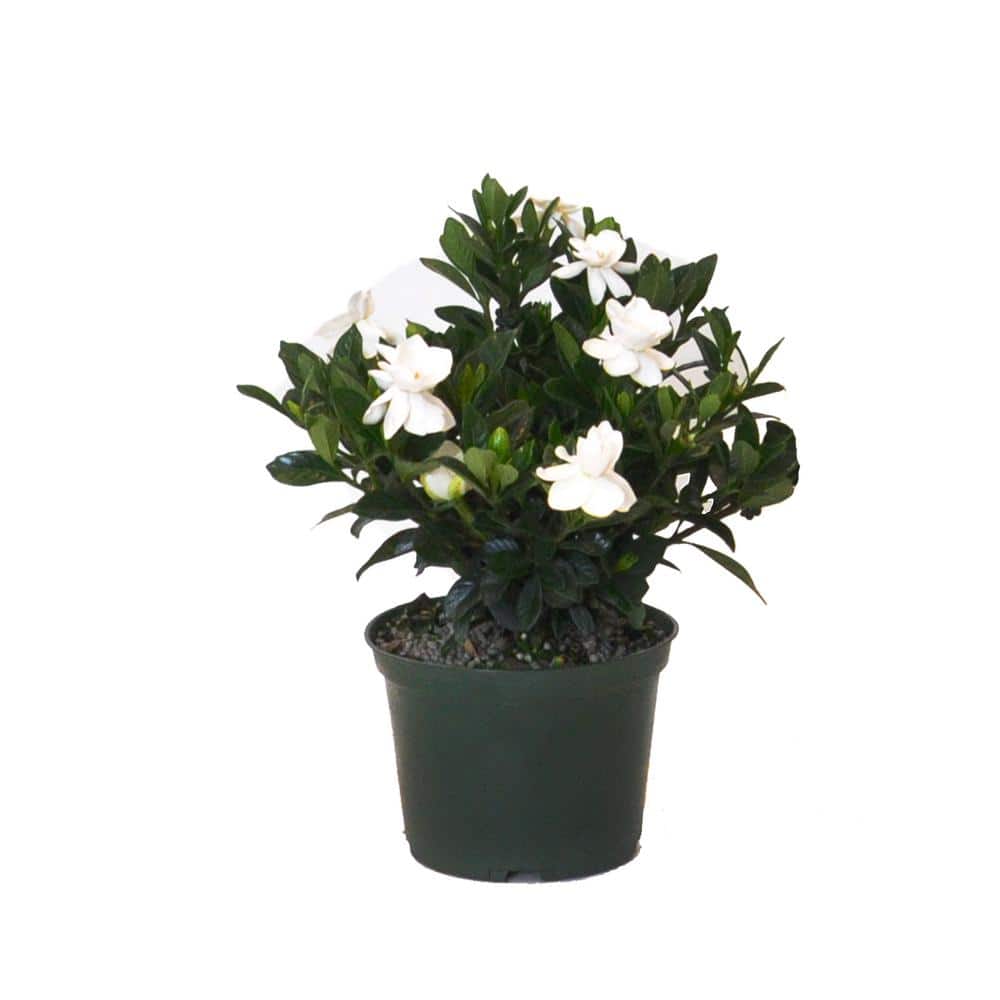 10.in to 14 in. Tall Aimee Gardenia Bush White Blooming Flower Live Outdoor Plant in 6 in. Grower Pot - Hercitys