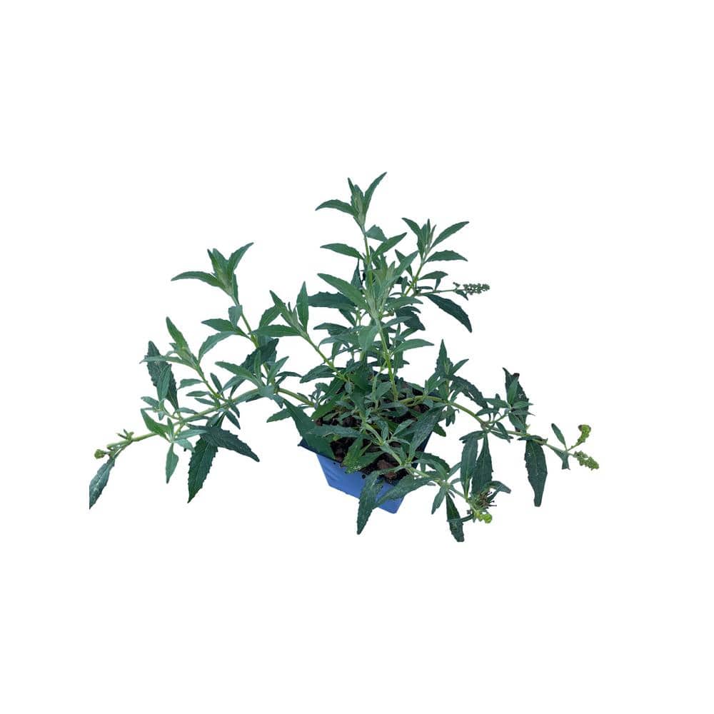 3 Butterfly Bush Buddleja Black Night Plants in 3 Separate 4 in. Pots - Hercitys