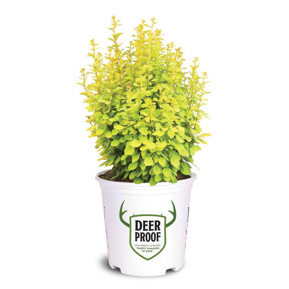 2 Gal. Sunjoy Gold Pillar Barberry Shrub with Vivid Gold Foliage - Hercitys