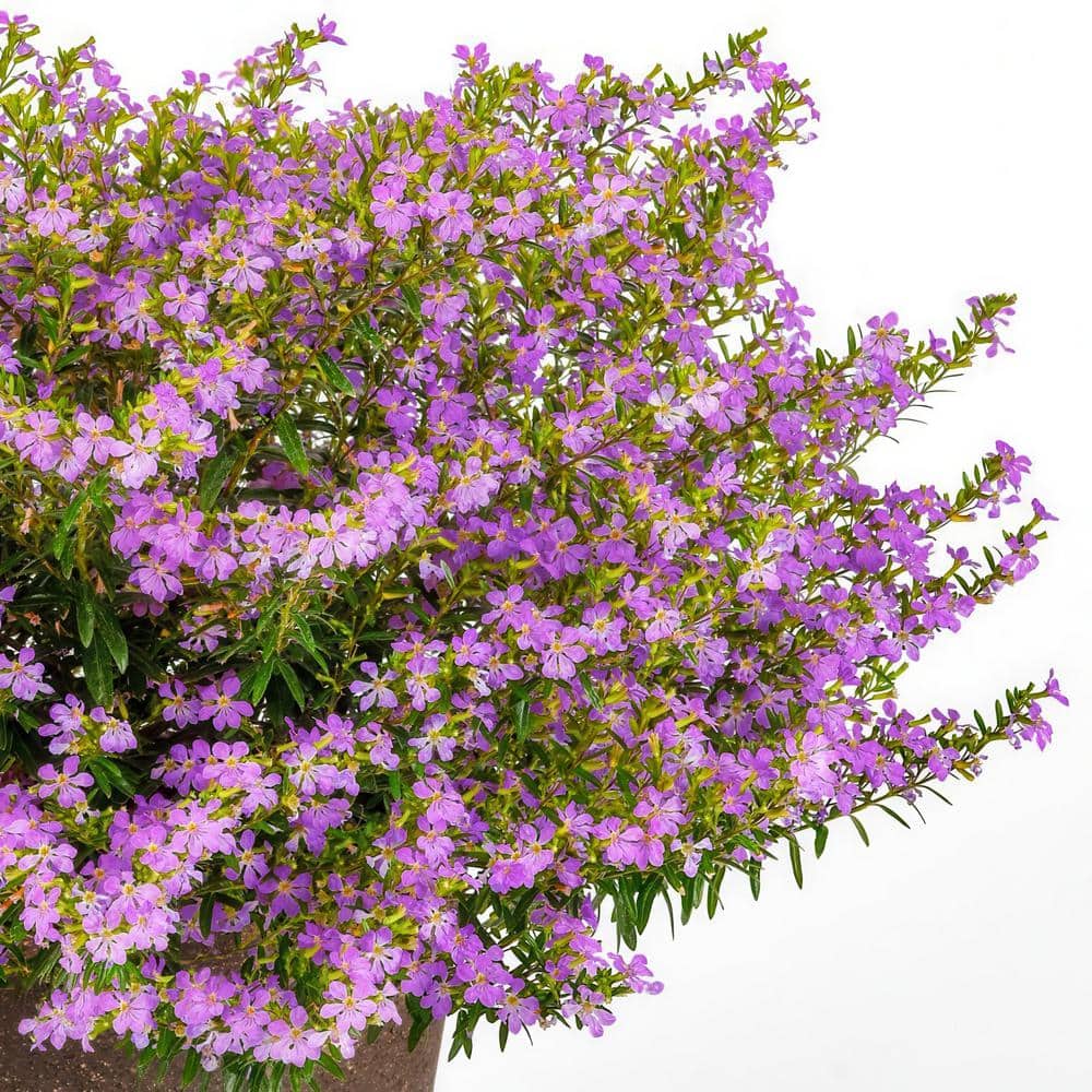 2.5 in. Cuphea Enchantia Lavender Perennial Plant with Purple Flowers (3-Pack) - Hercitys