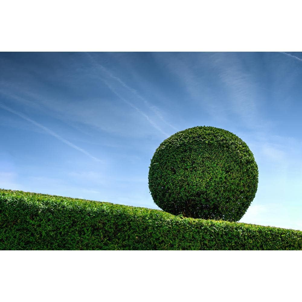 1 Gal. Green Velvet Boxwood Evergreen Shrub 2-Plants - Hercitys