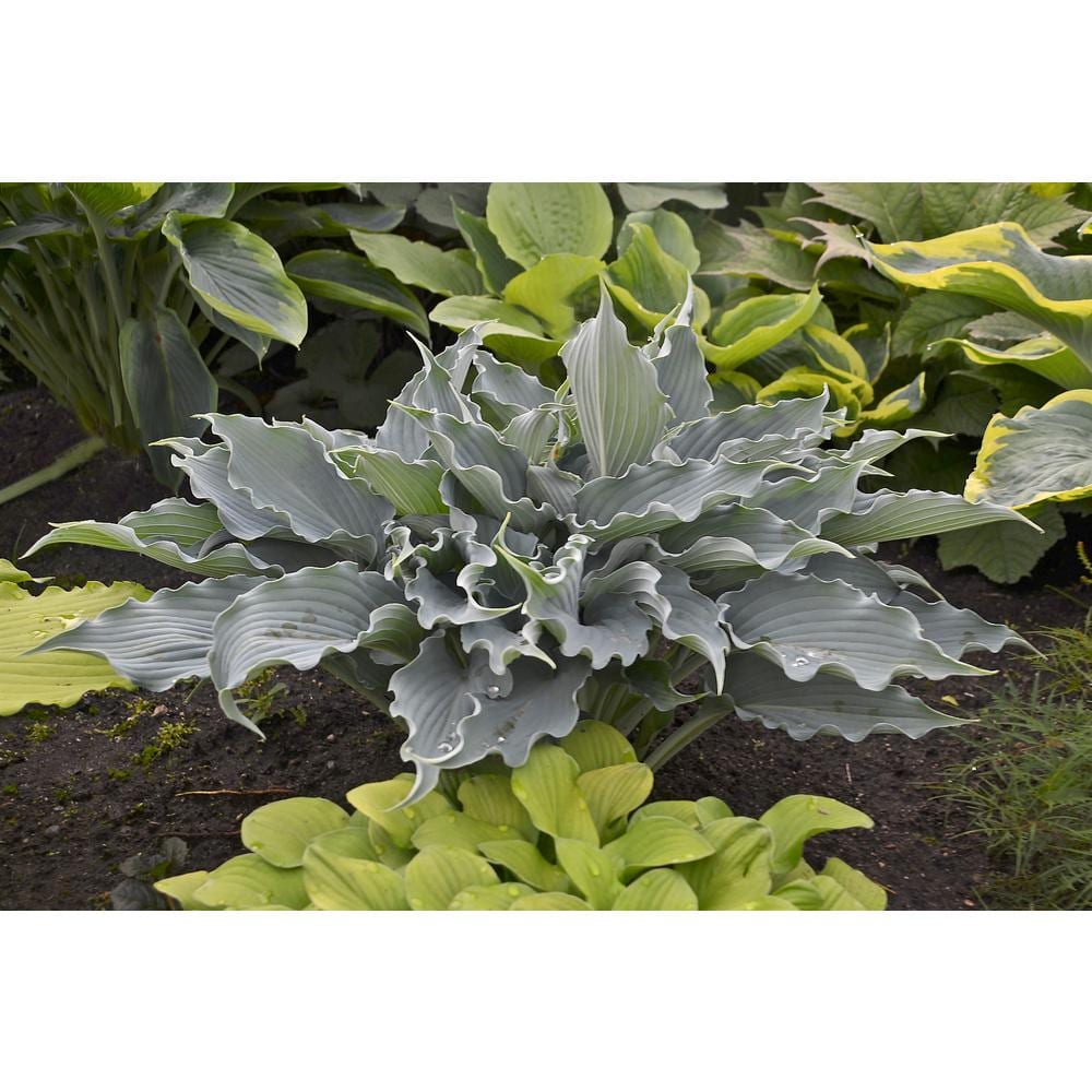 0.65 Gal. Shadowland Waterslide (Hosta) Live Plant, Blue Foliage - Hercitys