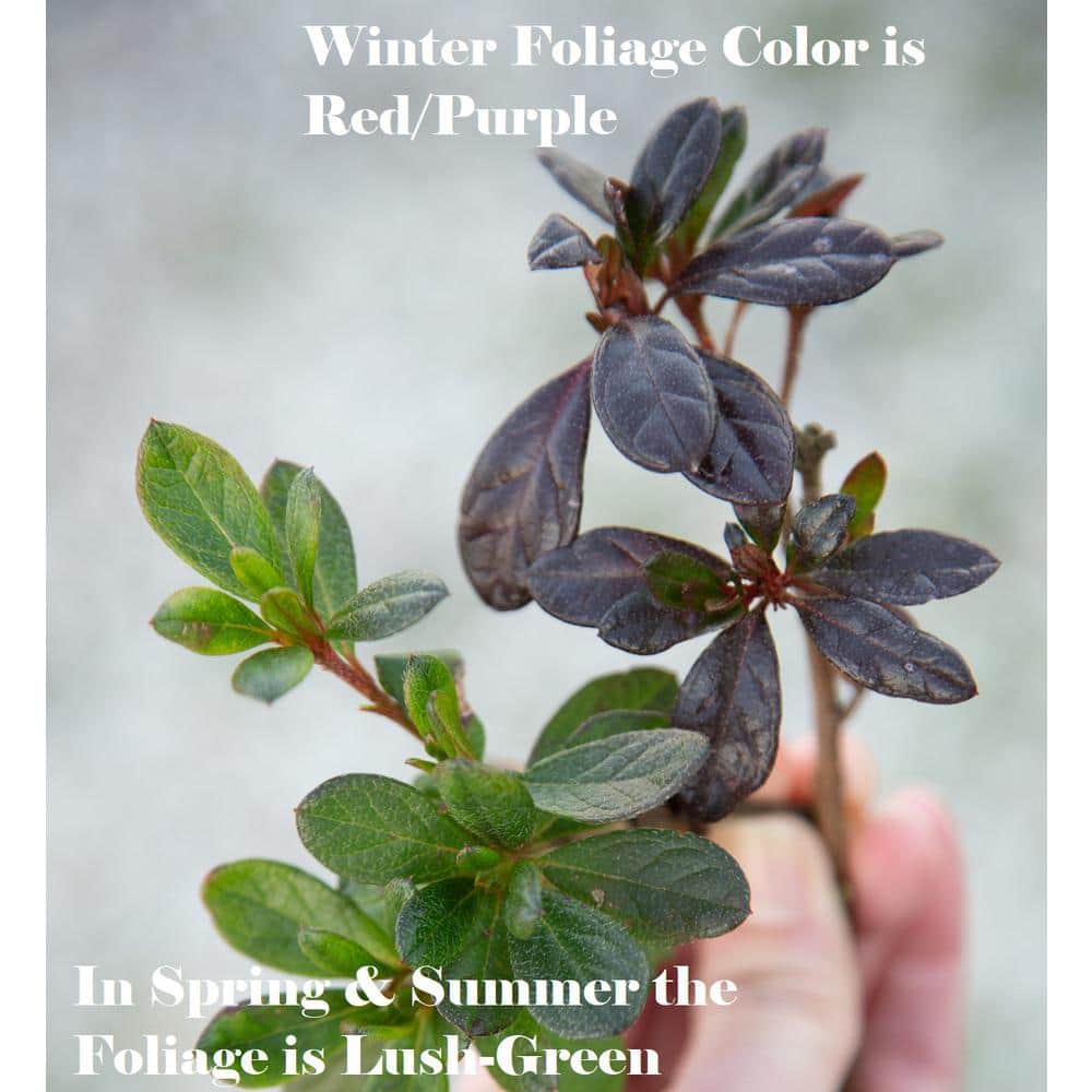 1 Gal. Autumn Fire Shrub with True Red Reblooming Flowers - Hercitys