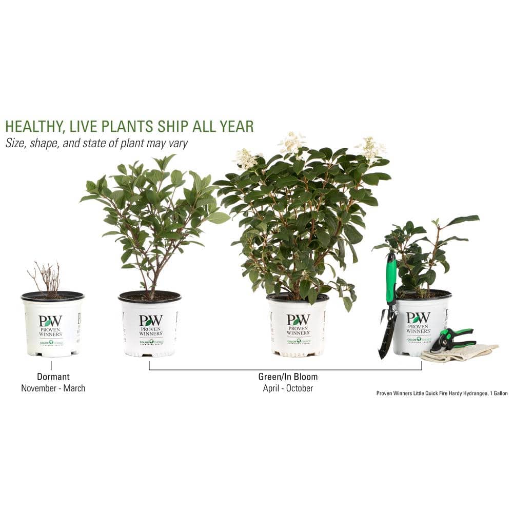 1 Gal. Little Quick Fire Hardy Hydrangea (Paniculata) Live Shrub, White to Pink Flowers - Hercitys