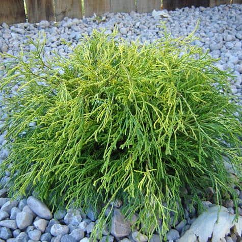2.5 Qt. – Lemon Thread Cypress Live Shrub with Yellow, Green Folliage - Hercitys