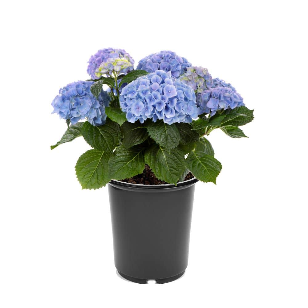 2.5 qt. Hydrangea macrophylla Hi River Blue Perennial Plant with Blue Flowers – 4-Pack - Hercitys