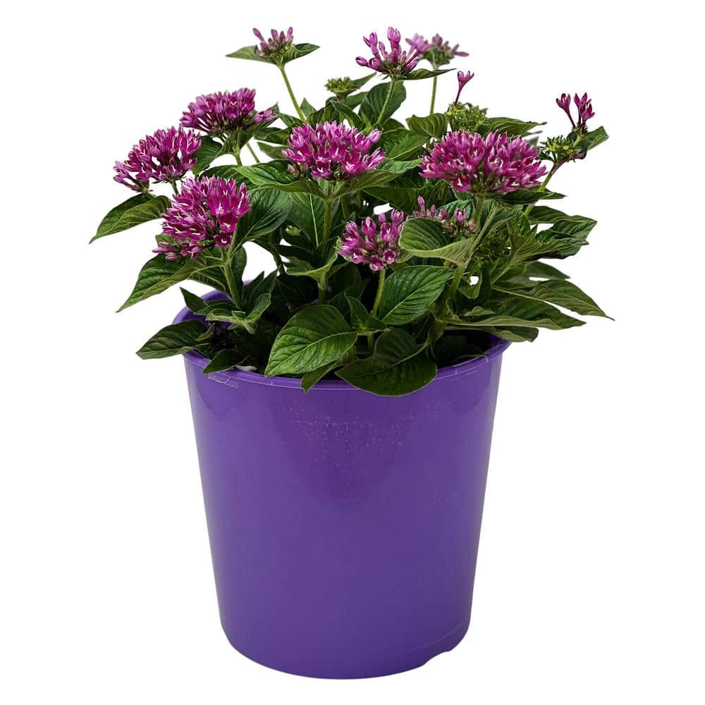 1.5 Gal. Penta Plant Violet Flower in 8.25 in. Grower’s Pot - Hercitys