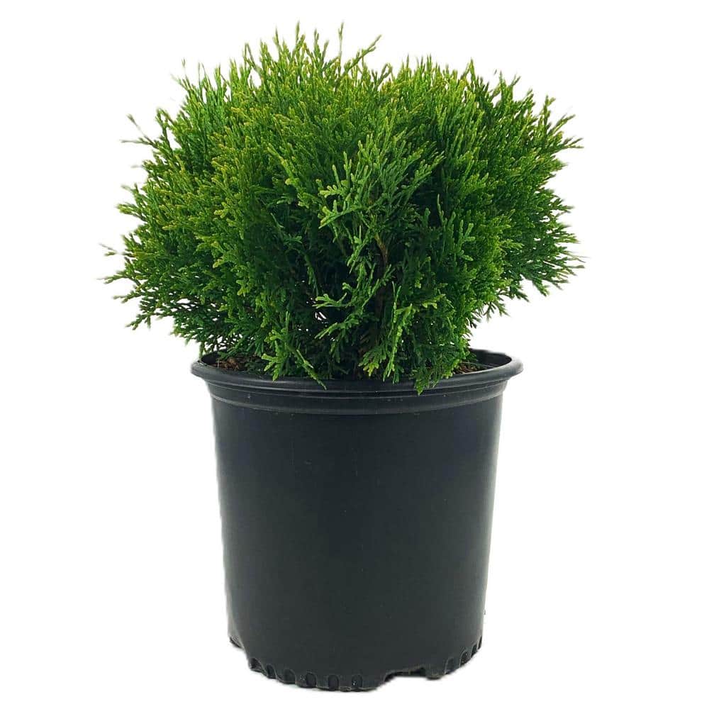 1.5 Gal Little Giant Dwarf Arborvitae (Thuja o. Little Giant) Evergreen Shrub 1-Each - Hercitys