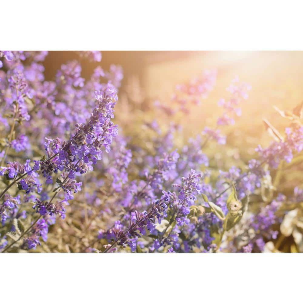 3 Gal. Cat’s Meow Nepeta (Catmint) Live Flowering Full Sun Perennial Plant with Blue Purple Flowers - Hercitys