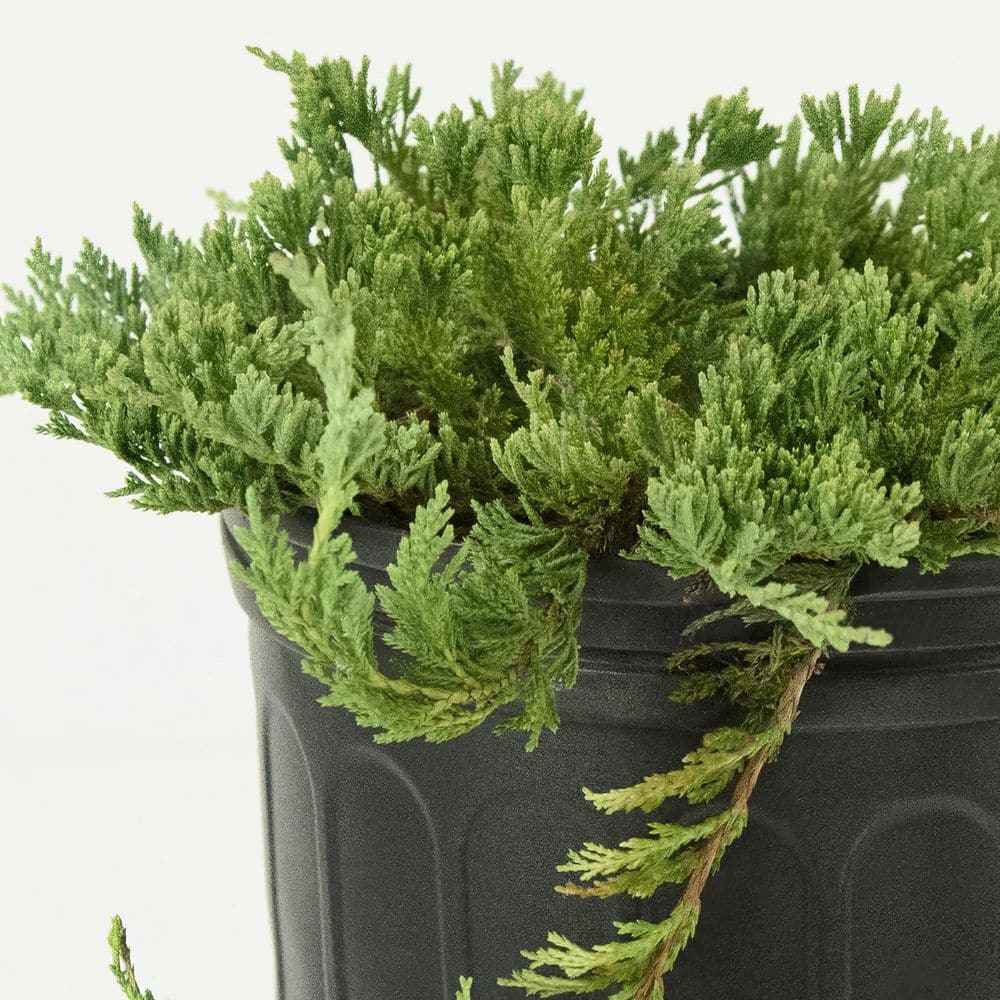 1 gal. Juniper Blue Rug Shrub (8-Pack) - Hercitys