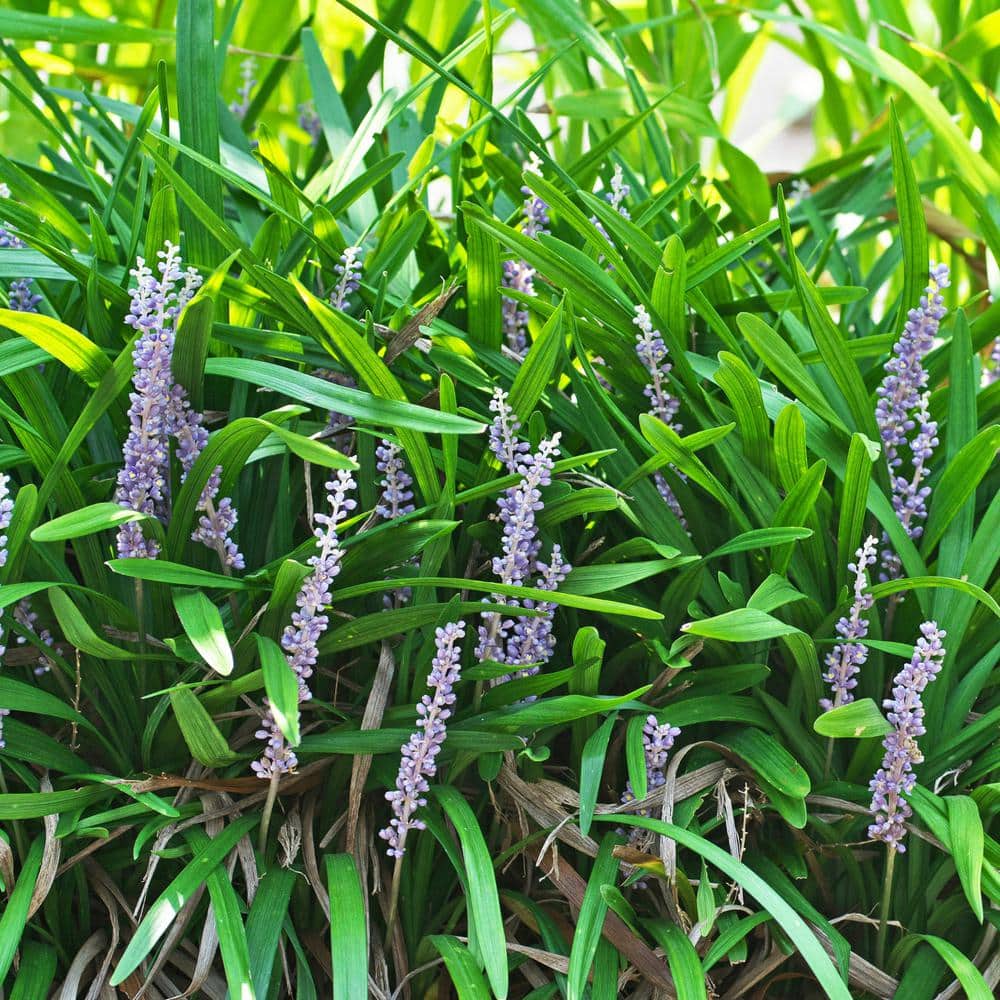 #1 Container Lily Turf Grass Perennial Plant (4-Pack) - Hercitys