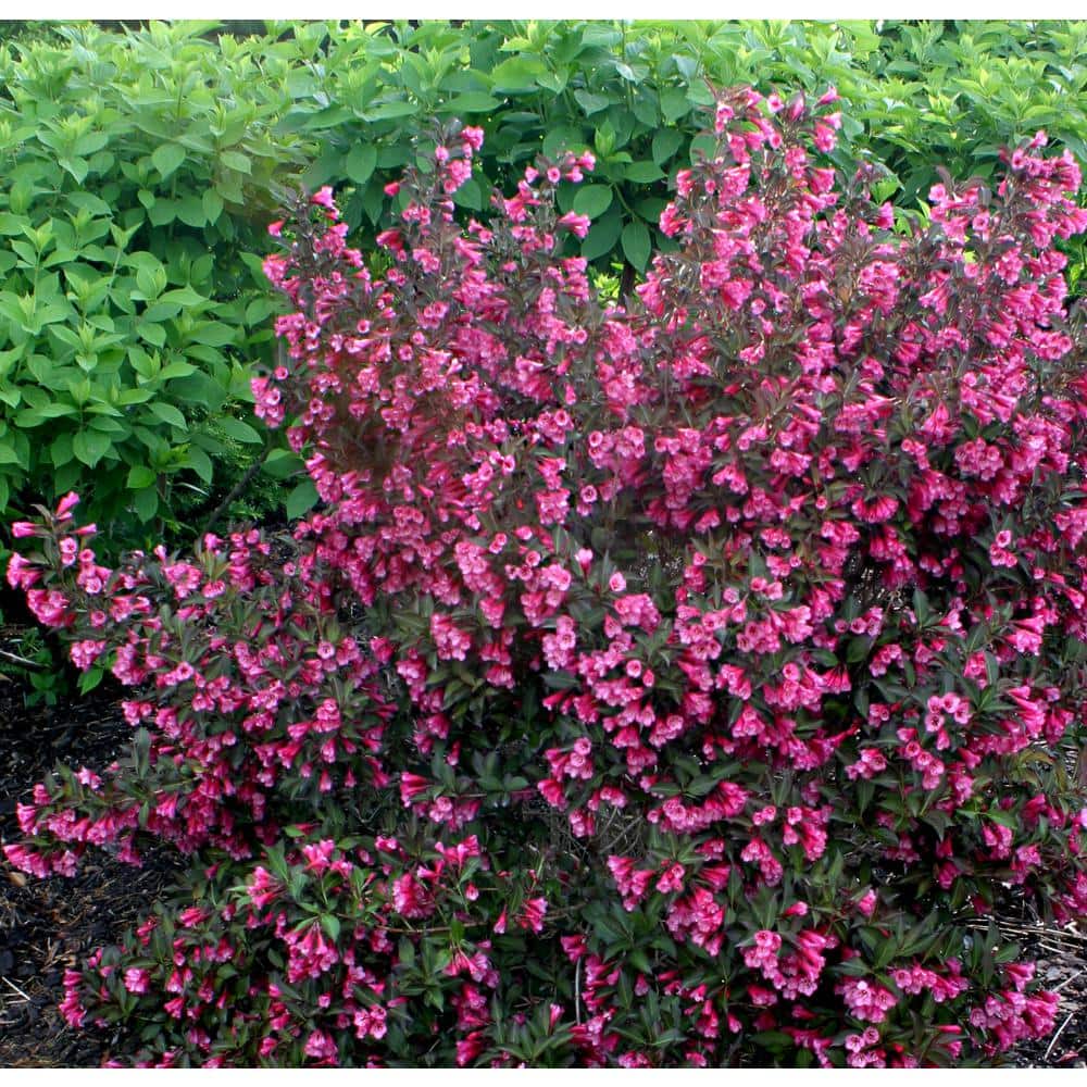 4.5 in. Qt. Wine and Roses Reblooming Weigela (Florida) Live Shrub, Pink Flowers and Dark Purple Foliage - Hercitys
