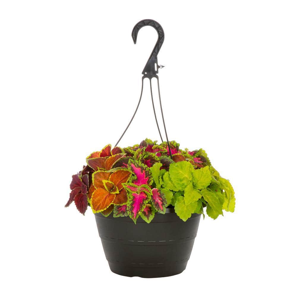 1 Gal. Coleus Painted Nettle Multicolor Mix in Decorative Hanging Basket Annual Plant (1-Pack) - Hercitys