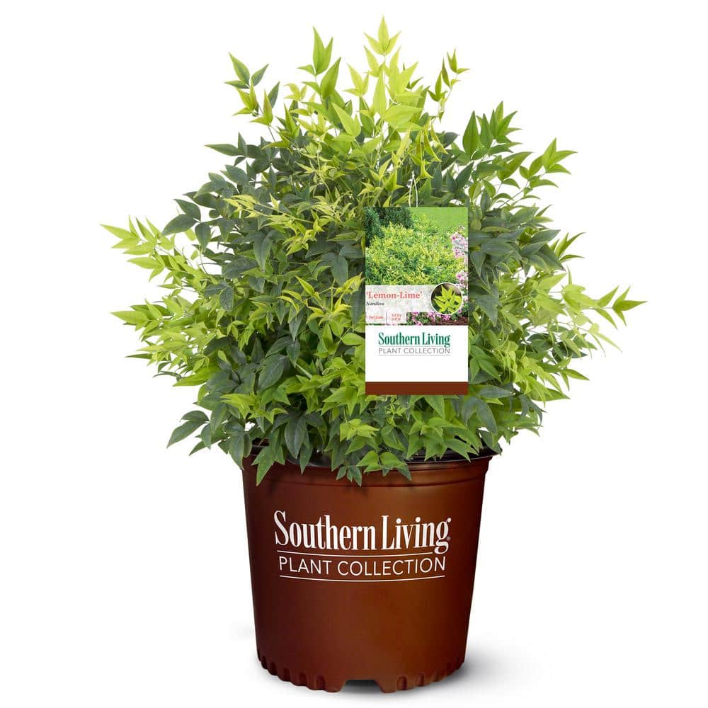 2 Gal. Lemon Lime Nandina Shrub with Lime Green Foliage - Hercitys