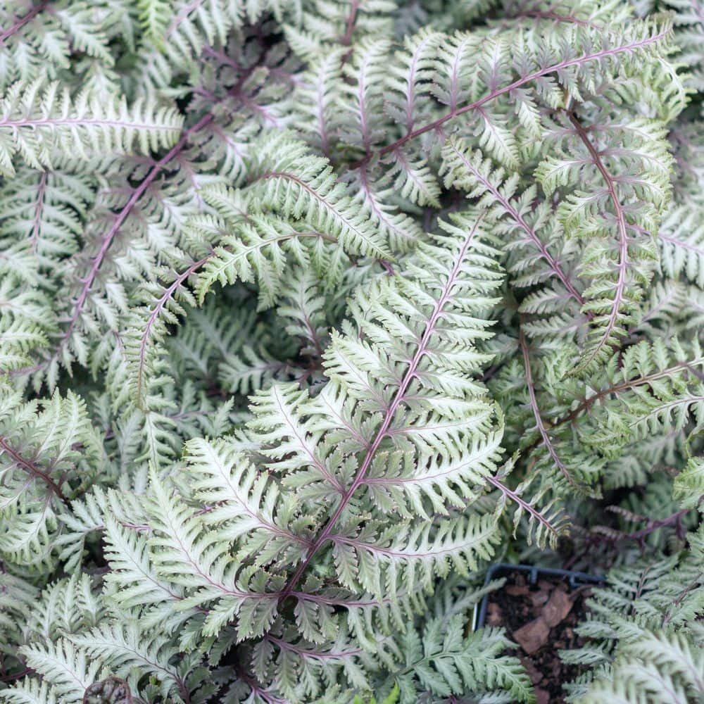 Shop By Department/Lawn & Garden/Plants & Garden Flowers/Perennials - Hercitys