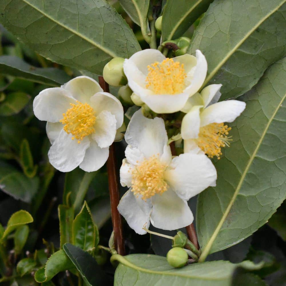 1 gal. Brew-Tea-Ful Camelia Sinensus Shrub - Hercitys