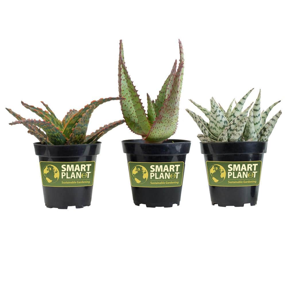 3.5 in. Star Aloe Succulent in Decorative Wrap (3-Pack) - Hercitys