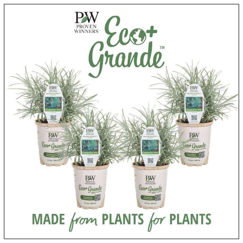 4.25 in. Eco+ Grande Icicles Licorice Plant (Helichrysum Thianschanicum) Live Annual Plant 4-Pack - Hercitys