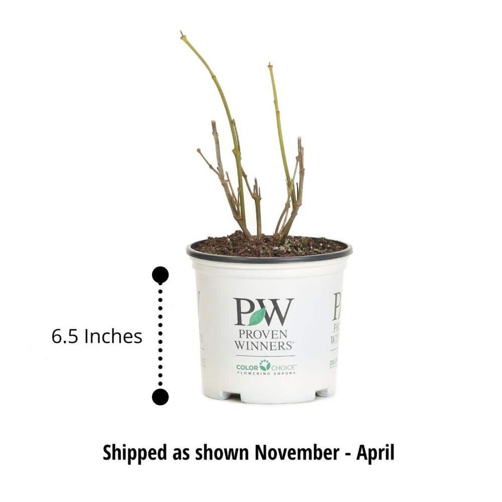 1 Gal. Austin Pretty Limits Oleander (Nerium) Live Plant, Shrub, Pink Flowers - Hercitys