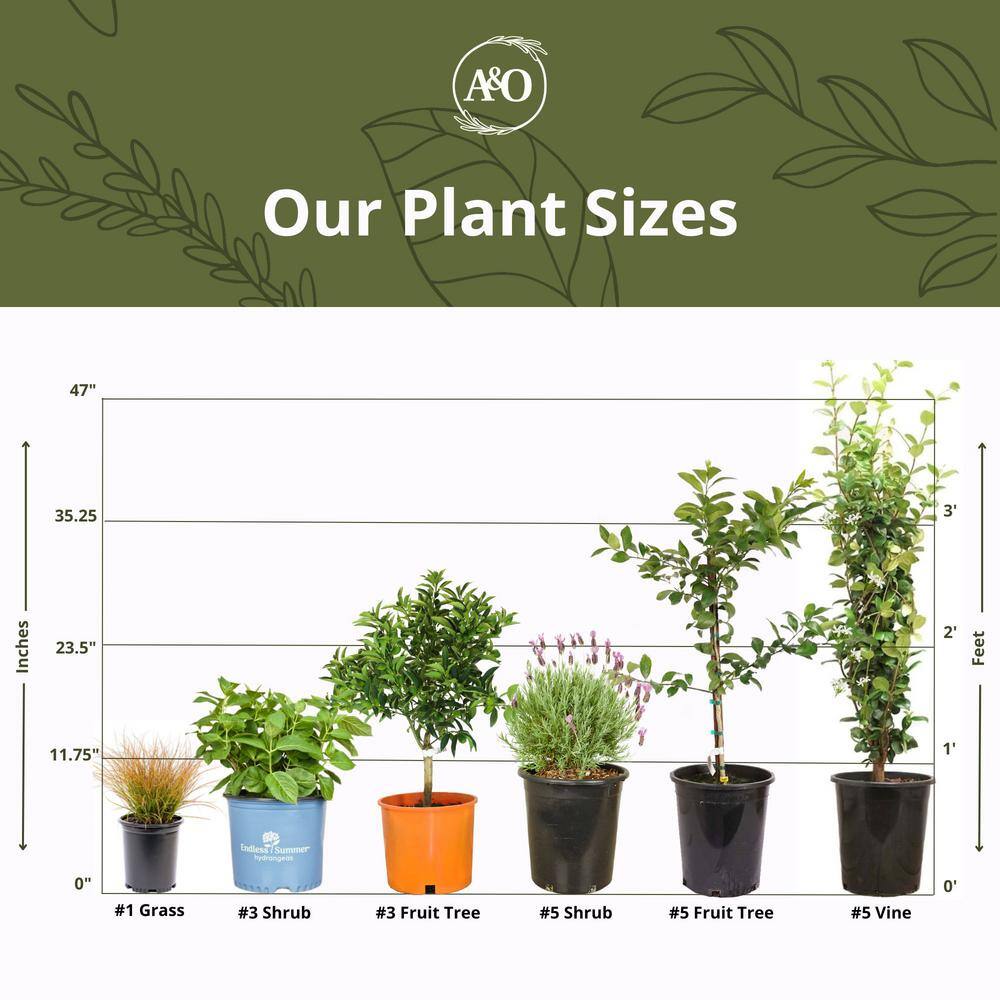 #1 Container ‘Rosie Meyer’ Daylily Plants (4-Pack) - Hercitys