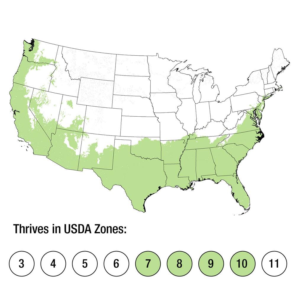 1 Gal. Autumn Moonlight – White Re-Blooming Compact Evergreen Shrubs - Hercitys