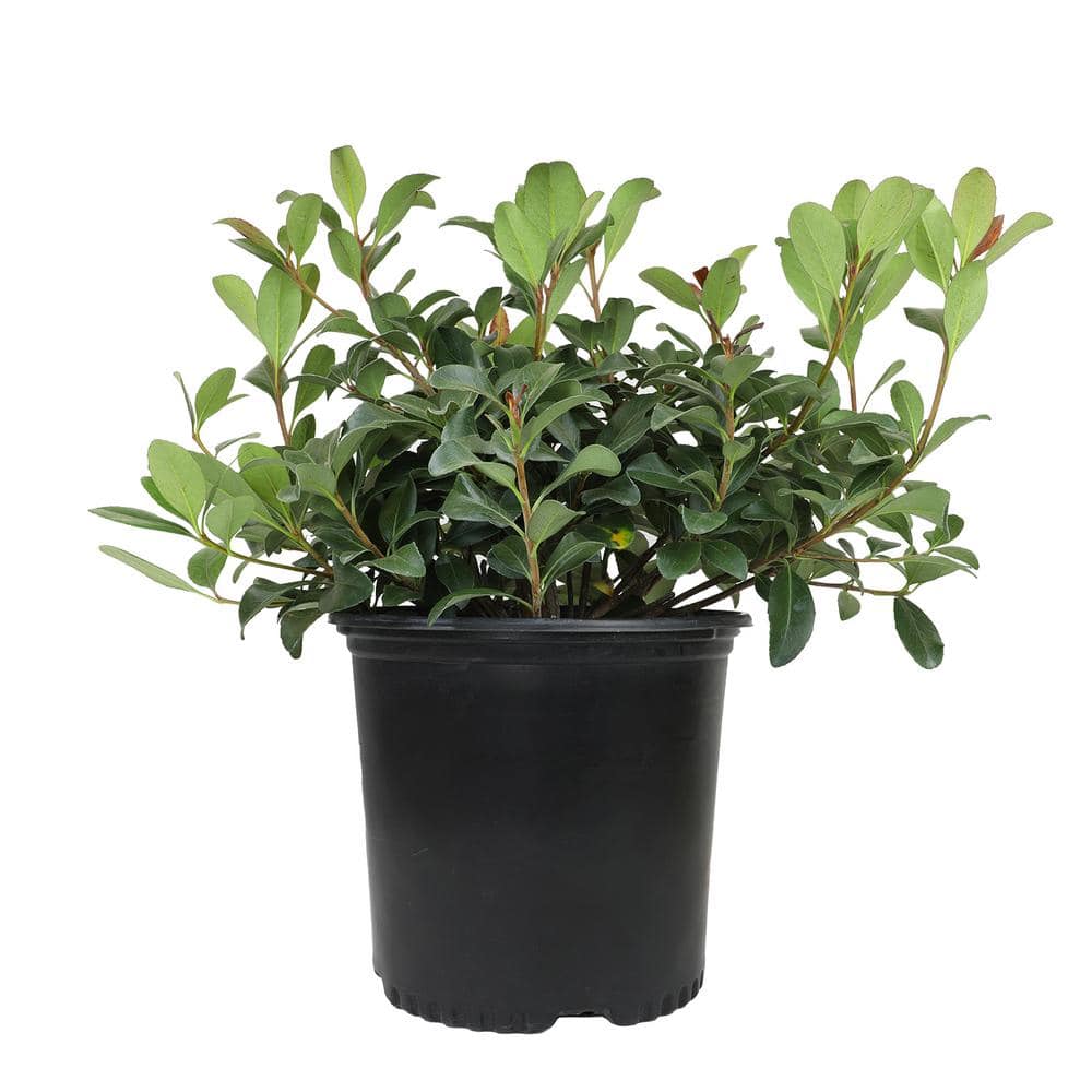 3G India Hawthorn (Rhaphiolepis Indica) Snow White - Hercitys