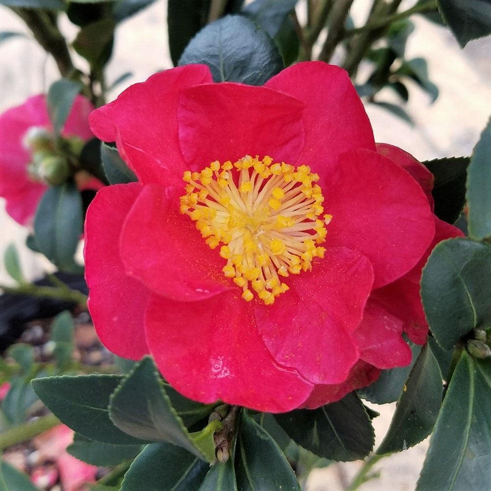 2.5 Gal – Yuletide Camellia(Sasanqua) – Red Blooming Evergreen Shrub, Live Plant - Hercitys