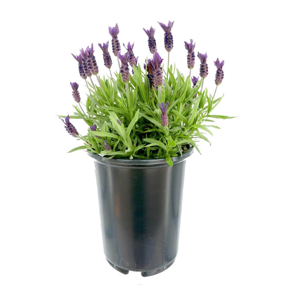 1.5GL Lavender stoechas Perennial Plant with Purple Flowers – 1 Pack - Hercitys